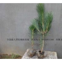 供应黑松 20-100CM