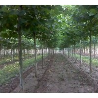供6-20公分平头一二年帽的法桐 白蜡`国槐`合欢`法桐,速生法桐；