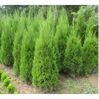 大量供应1.5米塔柏 樱花，雪松，红枫，国槐,紫槿,丁香,冬青