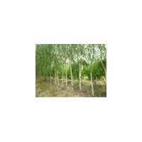 供应柳树