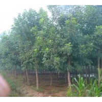 销售7cm-9cm苗圃白蜡