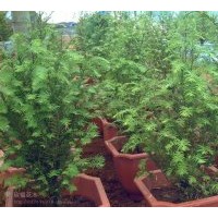 福建竹柏、八角金盘、盆栽桂花、四季桂花、凤梨花卉