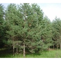 山西供应30-80营养钵油松1-5米油松