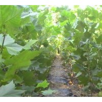 济宁法桐.法桐基地--绿皮法桐基地