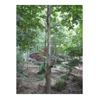 供应山东国槐 法桐 白蜡 垂柳 北京栾，黄山栾，合欢，大叶女贞，