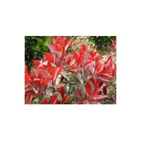 供应红叶石楠 中华石楠 红叶碧桃 红花继木 金叶女贞等