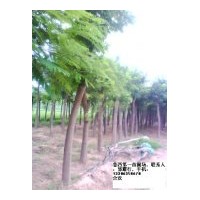 专供毛白杨，速生杨107，国槐，法桐，合欢，臭椿，速生柳等