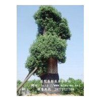 供应短杆香樟20公分 高杆香樟40公分大胸围香樟 多干生香樟40公分