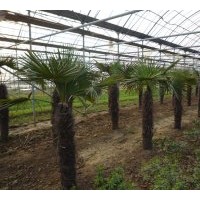 大量供应2米5至3米的棕榈树，南京供货！余先生 13951800216