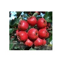 供应【山楂苗、山楂树、山西山楂苗、山楂苗价格】(图)