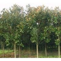 滁州成昊蜀桧龙柏苗木基地