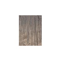 刺槐 国槐 杨树 柳树 法桐 皂角树