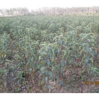 供应苹果苗 桃苗。梨树苗 侧柏，龙柏接穗，冬青苗