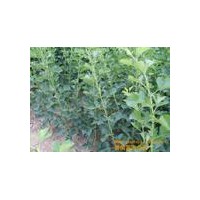 供应山楂苗|大金星山楂苗