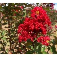 供应垂柳，直生柳，黄柳，金丝柳