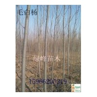 大量供应毛白杨