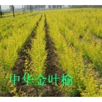 出售80高金叶榆