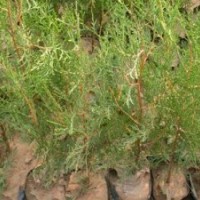 常年供应各规格侧柏.火炬.黄栌苗木