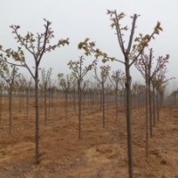 长年供应1-15厘米规格樱花。紫薇