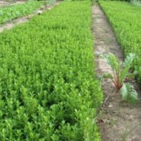 低价售大小叶黄杨.龙柏.塔柏.侧柏.连翘.迎春.