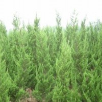 出售蜀桧球价格，江苏龙柏球，蜀桧基地