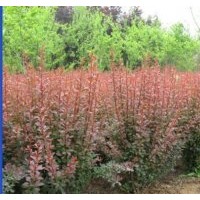 供应金叶女贞、大叶黄杨、小叶黄杨、红叶小檗