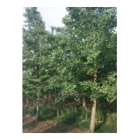 18公分银杏树：18公分嫁接树一般1100元左右