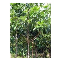 成都低价木兰5-7公分