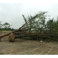 银杏树基地直供各种规格的银杏树