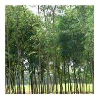 大量供应1-8公分柳树