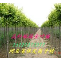 供应金叶榆 矮接金叶榆