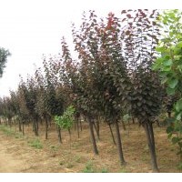 供应250棵紫叶李和2000棵从生木槿