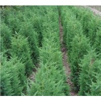 大量出售北京侩柏