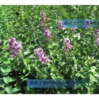 供应；工程苗，金叶榆，蓝叶忍冬，四季丁香，东北连翘