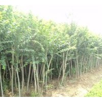 2011全新优质大叶女贞，高杆女贞，大叶女贞价格，大叶女贞树苗