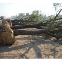 供应大小各种规格国槐，白蜡，法桐，北京栾，黄山栾，合欢，大叶