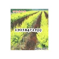 供应河北速生柳 河北金叶榆基地