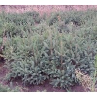 供应 50至1.5米 的 青千 红皮云山