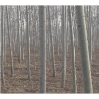 山东毛白杨，三培体毛白杨，毛白杨基地，毛白杨价格8-10公分毛白