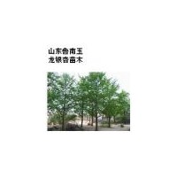 急于出售一批银杏苗木