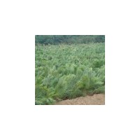 供白皮松小苗 白皮松种植