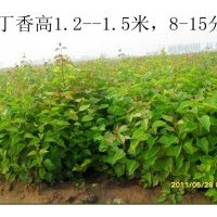 低价出售丁香1.3米以上3--5分支