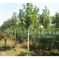 山东国槐 山东国槐价格 哪里有国槐小苗 速生国槐半成品