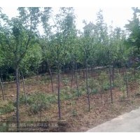 供应红枫 樱花 三角枫 各种规格