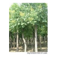 供应栾树 杜英 红叶碧桃 乌桕 紫叶李 各种规格