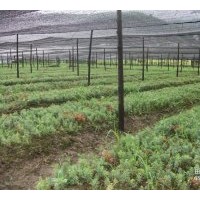 1年生苗南方红豆杉