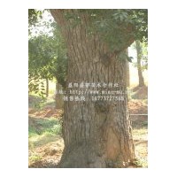 供应30公分移栽香樟价格、40公分移栽香樟价格、50公分移栽香樟