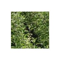 供应苹果苗 苹果苗 红富士苹果苗