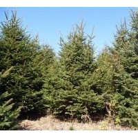 自产自销出售云杉、五角枫、蒙古栎、白桦、水曲柳