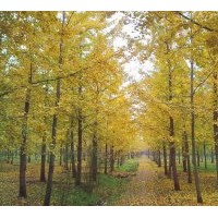 达丰银杏最新秋冬季银杏树价格